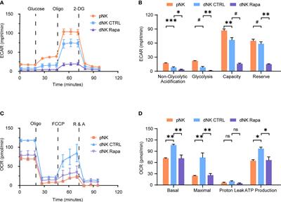 The mTORC1 Signaling Support Cellular Metabolism to Dictate Decidual NK Cells Function in Early Pregnancy